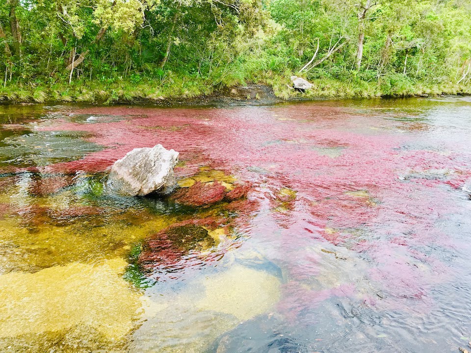 Cano Cristales Colombia Globetrotter duo