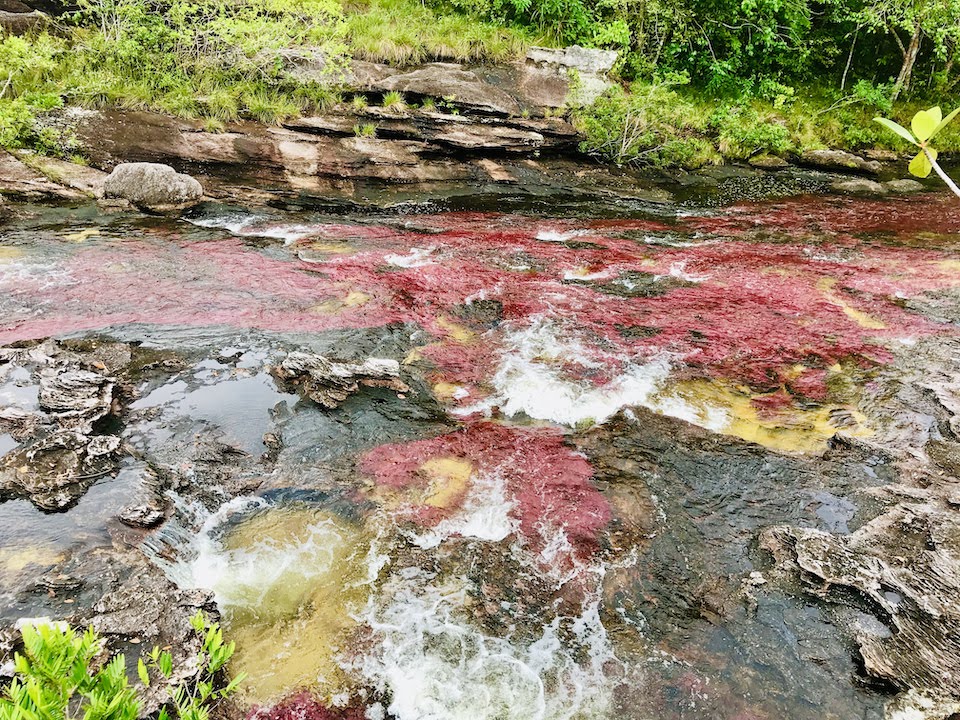 Cano Cristales Colombia Globetrotter duo